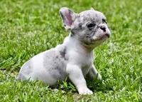 Jules, a male French Bulldog for sale in Pleasant Hope, MO – 2 of 8