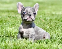 Cato, a male French Bulldog for sale in Pleasant Hope, MO – 6 of 10