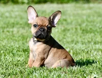 Circe, a male French Bulldog for sale in Pleasant Hope, MO – 6 of 10
