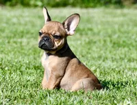 Circe, a male French Bulldog for sale in Pleasant Hope, MO – 8 of 10