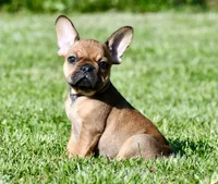 Circe, a male French Bulldog for sale in Pleasant Hope, MO – 4 of 10