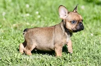 Circe, a male French Bulldog for sale in Pleasant Hope, MO – 2 of 10