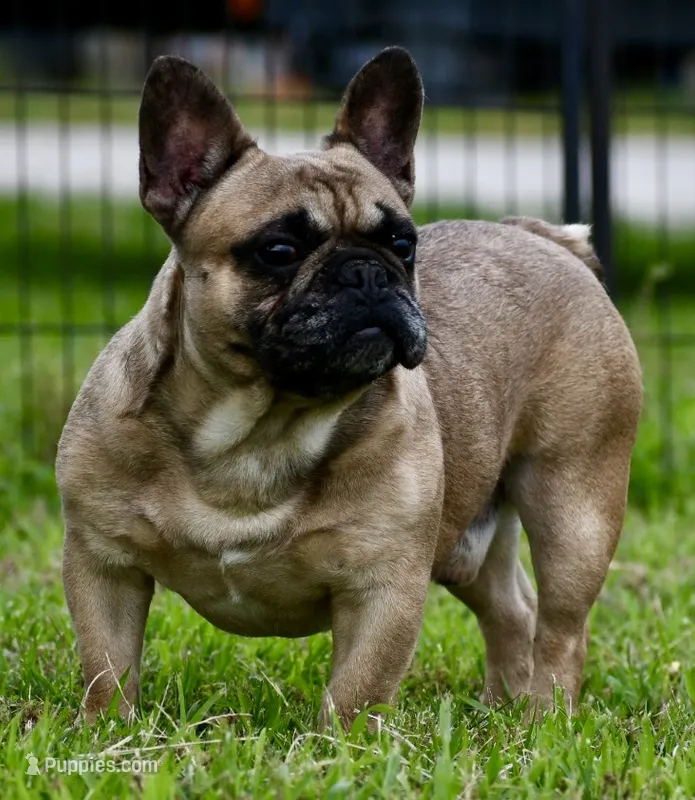 Diesel – French Bulldog puppy for sale in Pleasant Hope, MO