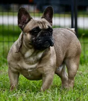 Diesel, a male French Bulldog for sale in Pleasant Hope, MO – 1 of 9