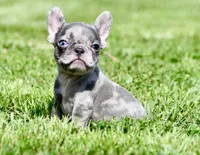 Cato, a male French Bulldog for sale in Pleasant Hope, MO – 5 of 10
