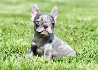 Cato, a male French Bulldog for sale in Pleasant Hope, MO – 7 of 10