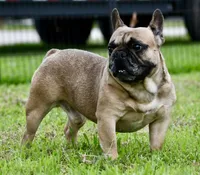 Diesel, a male French Bulldog for sale in Pleasant Hope, MO – 4 of 9
