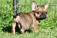 Circe, a male French Bulldog for sale in Pleasant Hope, MO – 9 of 10