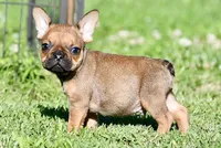 Circe, a male French Bulldog for sale in Pleasant Hope, MO – 10 of 10