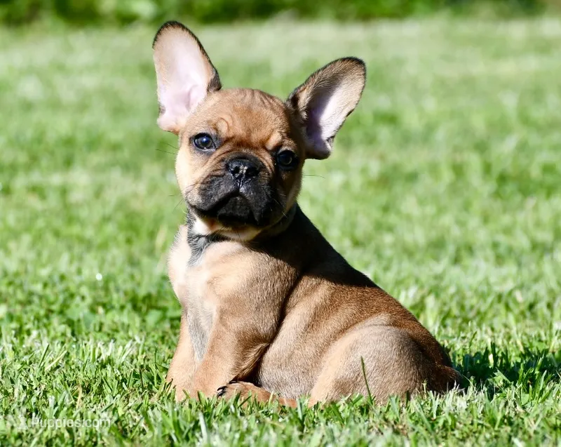 Circe – French Bulldog puppy for sale in Pleasant Hope, MO