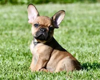 Circe, a male French Bulldog for sale in Pleasant Hope, MO – 1 of 10