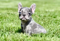 Cato, a male French Bulldog for sale in Pleasant Hope, MO – 3 of 10