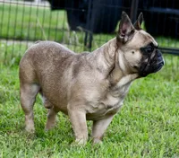Diesel, a male French Bulldog for sale in Pleasant Hope, MO – 2 of 9