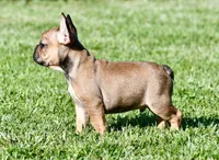 Circe, a male French Bulldog for sale in Pleasant Hope, MO – 7 of 10