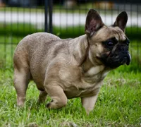 Diesel, a male French Bulldog for sale in Pleasant Hope, MO – 7 of 9