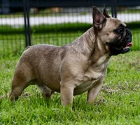 Diesel, a male French Bulldog for sale in Pleasant Hope, MO – 3 of 9