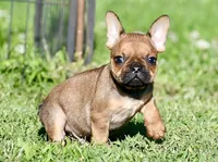 Circe, a male French Bulldog for sale in Pleasant Hope, MO – 5 of 10