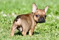 Circe, a male French Bulldog for sale in Pleasant Hope, MO – 3 of 10
