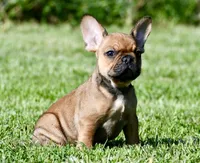 Circe, a male French Bulldog for sale in Pleasant Hope, MO – 3 of 10