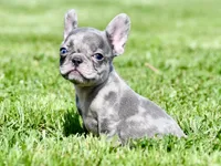 Cato, a male French Bulldog for sale in Pleasant Hope, MO – 4 of 10