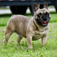 Diesel, a male French Bulldog for sale in Pleasant Hope, MO – 6 of 9