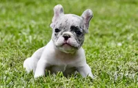 Jules, a male French Bulldog for sale in Pleasant Hope, MO – 4 of 8