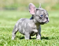 Cato, a male French Bulldog for sale in Pleasant Hope, MO – 9 of 10