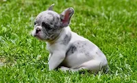 Jules, a male French Bulldog for sale in Pleasant Hope, MO – 5 of 8