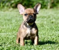 Circe, a male French Bulldog for sale in Pleasant Hope, MO – 10 of 10