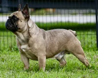 Diesel, a male French Bulldog for sale in Pleasant Hope, MO – 5 of 9