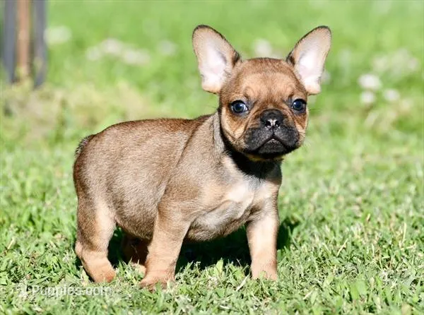 Circe – French Bulldog puppy for sale in Pleasant Hope, MO