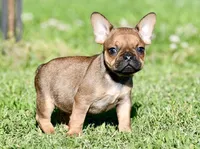 Circe, a male French Bulldog for sale in Pleasant Hope, MO – 1 of 10