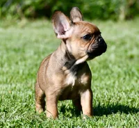 Circe, a male French Bulldog for sale in Pleasant Hope, MO – 9 of 10