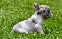 Jules, a male French Bulldog for sale in Pleasant Hope, MO – 6 of 8