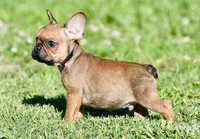 Circe, a male French Bulldog for sale in Pleasant Hope, MO – 8 of 10