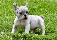 Jules, a male French Bulldog for sale in Pleasant Hope, MO – 3 of 8