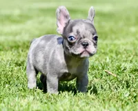 Cato, a male French Bulldog for sale in Pleasant Hope, MO – 2 of 10