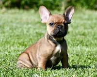 Circe, a male French Bulldog for sale in Pleasant Hope, MO – 2 of 10