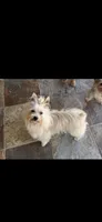 Blonde Yorkie boy , a male Yorkshire Terrier for sale in Riverside, CA – 4 of 4