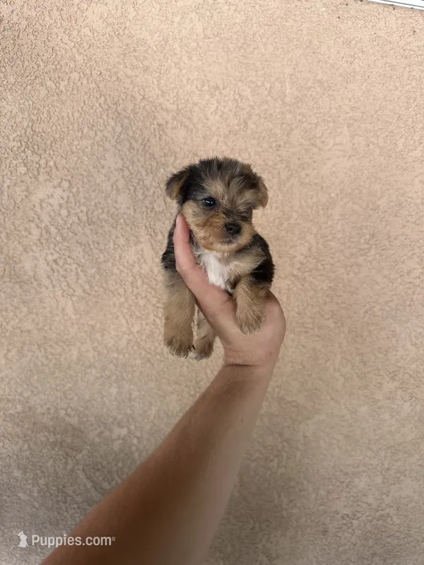 Yorkie Merle boy 1 – Yorkshire Terrier puppy for sale in Riverside, CA