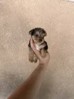Yorkie Merle boy 1, a male Yorkshire Terrier for sale in Riverside, CA – 1 of 3