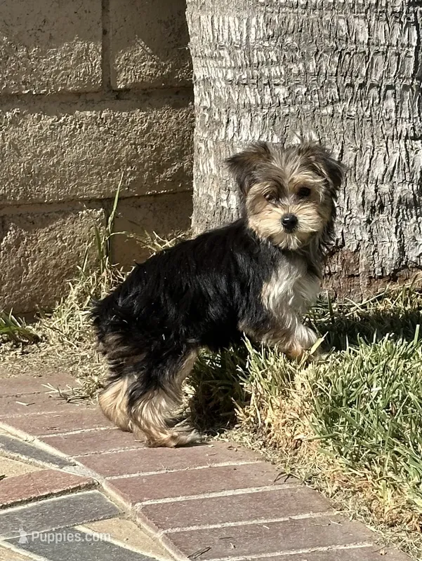 Yorkie girl  – Yorkshire Terrier puppy for sale in Riverside, CA