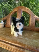 Toy Yorkie girl , a female Yorkshire Terrier for sale in Riverside, CA – 2 of 3