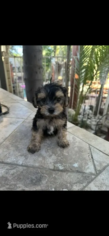 Yorkie girl  – Yorkshire Terrier puppy for sale in Riverside, CA