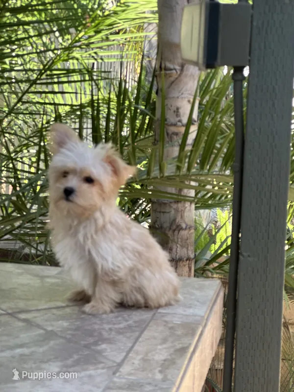 Blonde Yorkie boy  – Yorkshire Terrier puppy for sale in Riverside, CA