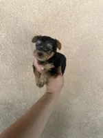 Yorkie female , a female Yorkshire Terrier for sale in Riverside, CA – 2 of 2