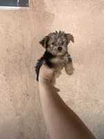 Yorkie girl , a female Yorkshire Terrier for sale in Riverside, CA – 2 of 2