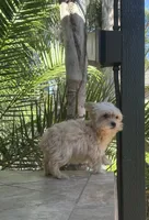 Blonde Yorkie boy , a male Yorkshire Terrier for sale in Riverside, CA – 3 of 4