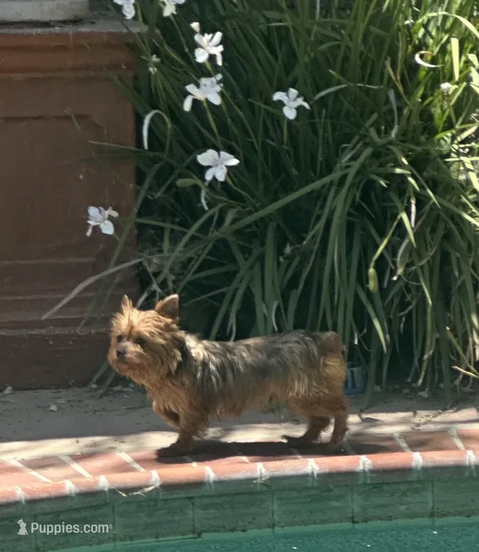Yorkie female  – Yorkshire Terrier puppy for sale in Riverside, CA