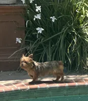 Yorkie female , a female Yorkshire Terrier for sale in Riverside, CA – 1 of 2